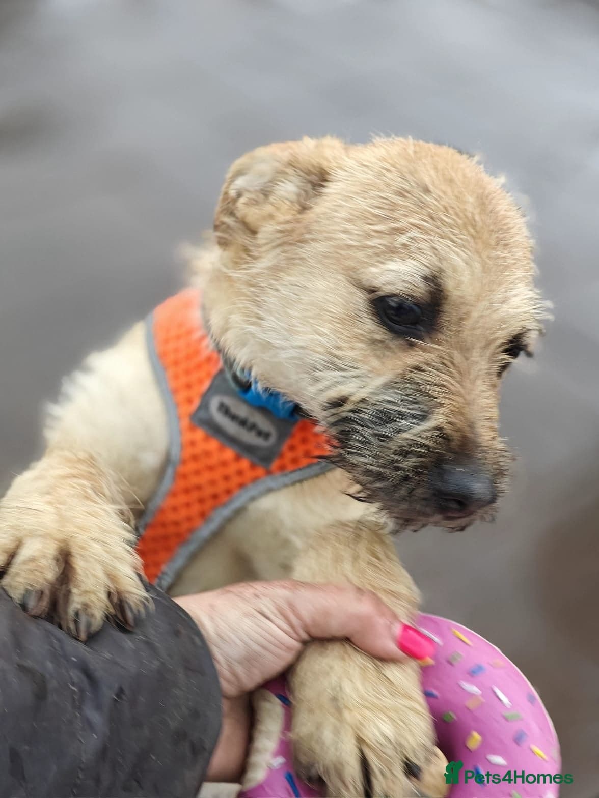 οΈπΆ bekki photo 10