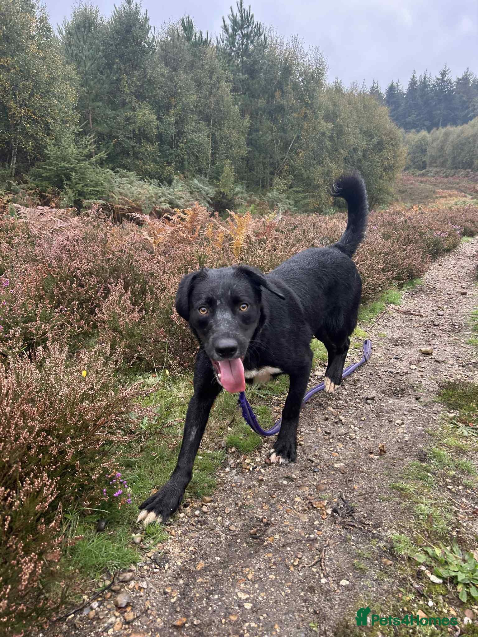 Barney - Norwich norfolk photo 6