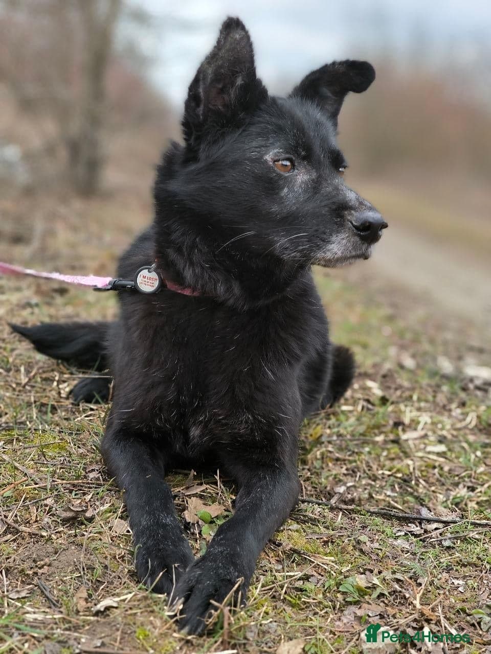 οΈπΆ tofa photo 7