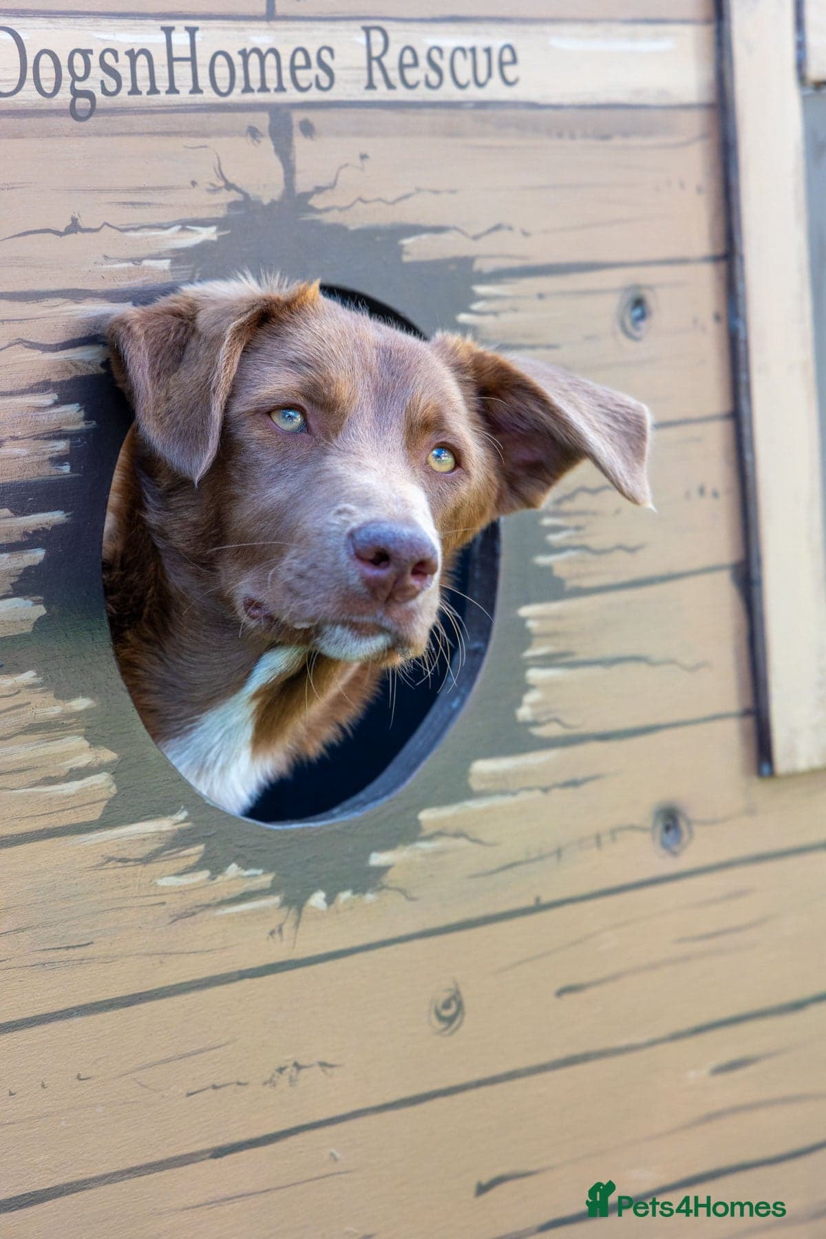 Mocha - everyone loves this lad photo 2