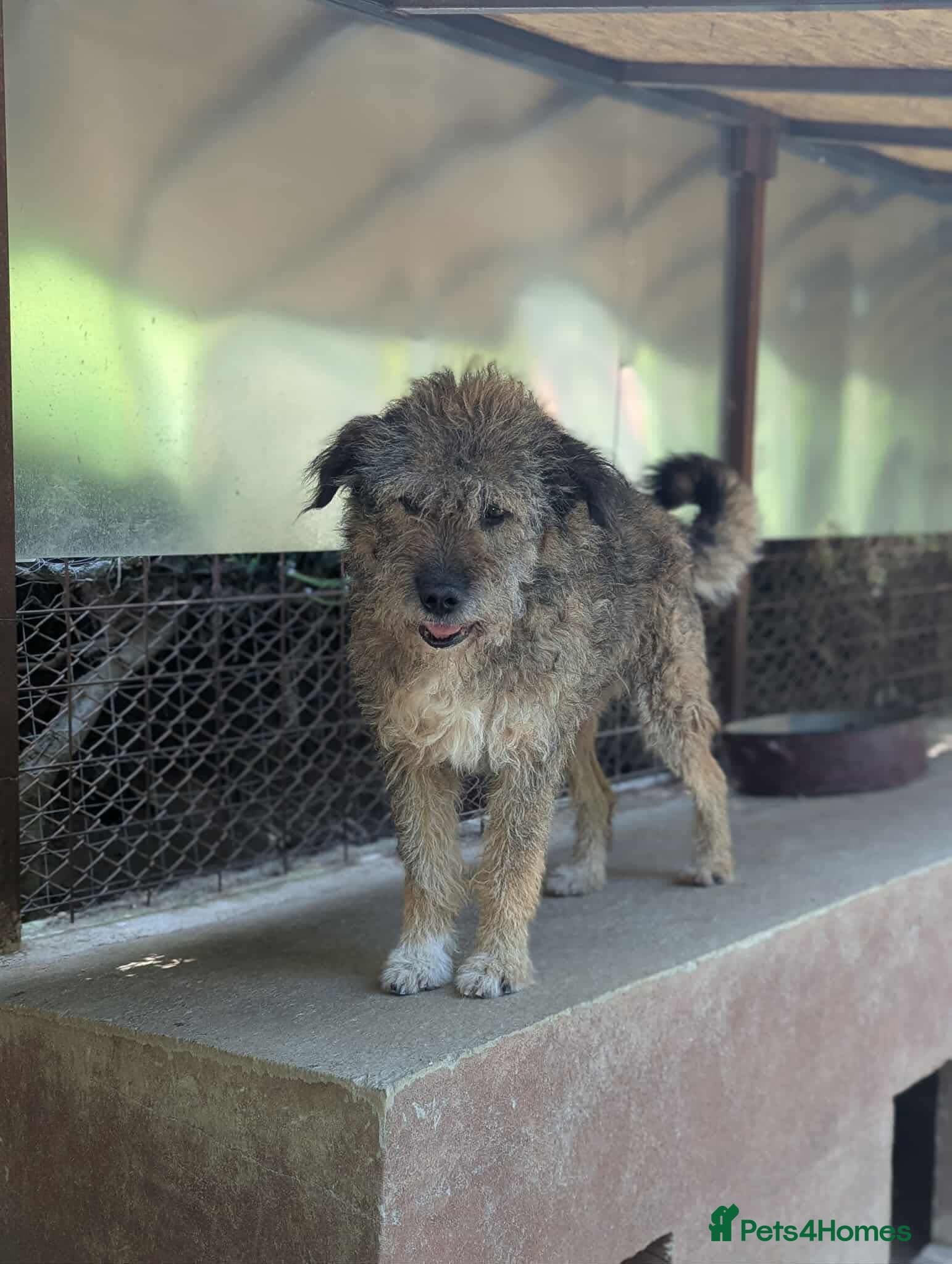 year old Fionn — Mixed Breed