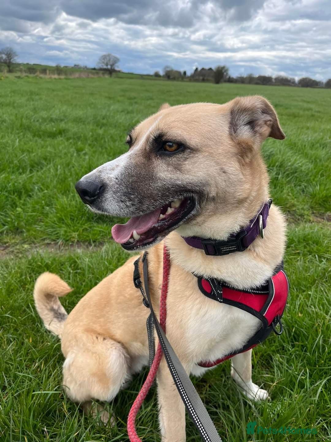 Meet Ruma, currently residing in Cheshire photo 18