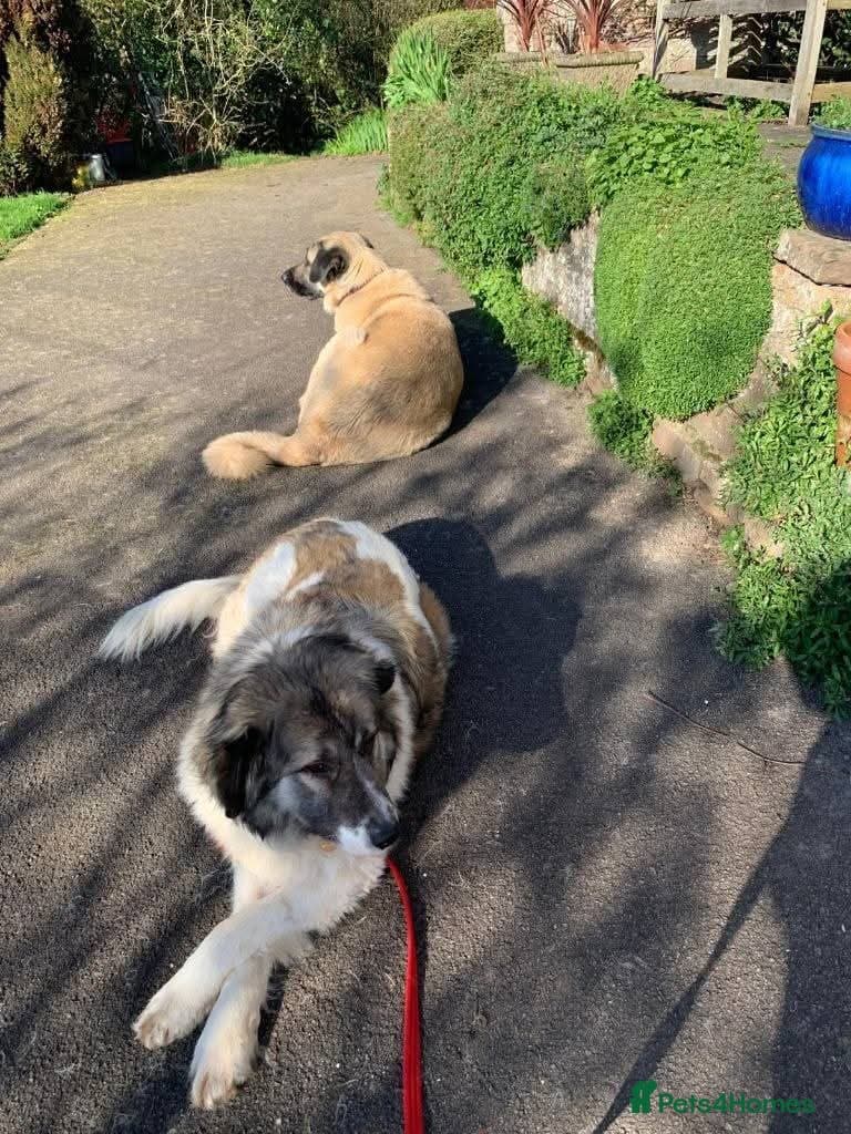 Meet Tinsel, currently residing in Gloucestershire — Mixed Breed