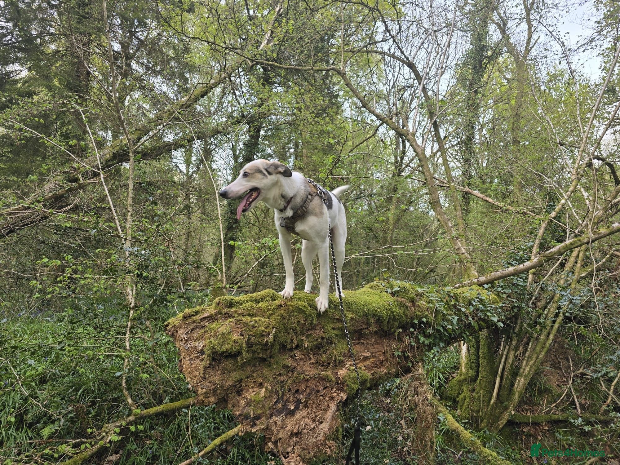 οΈπΆ bela β Mixed Breed
