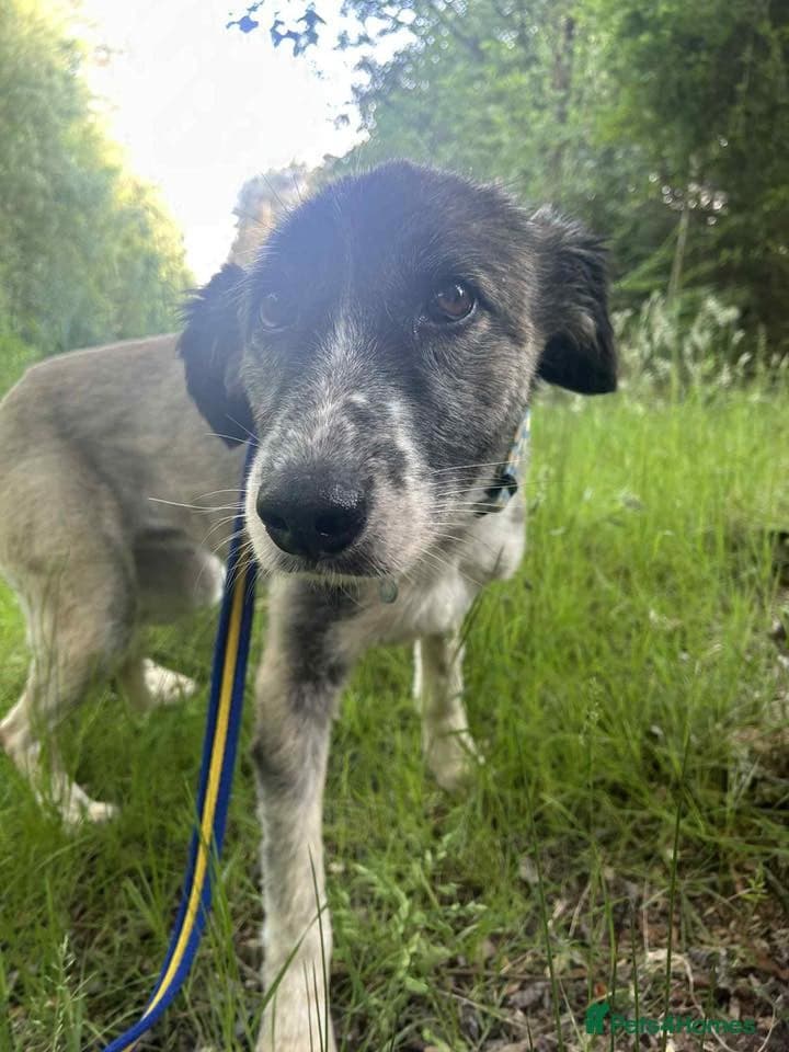 Hilda - Norwich Norfolk photo 18