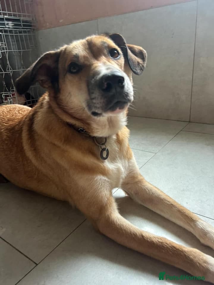 Sara - Norwich Norfolk photo 9