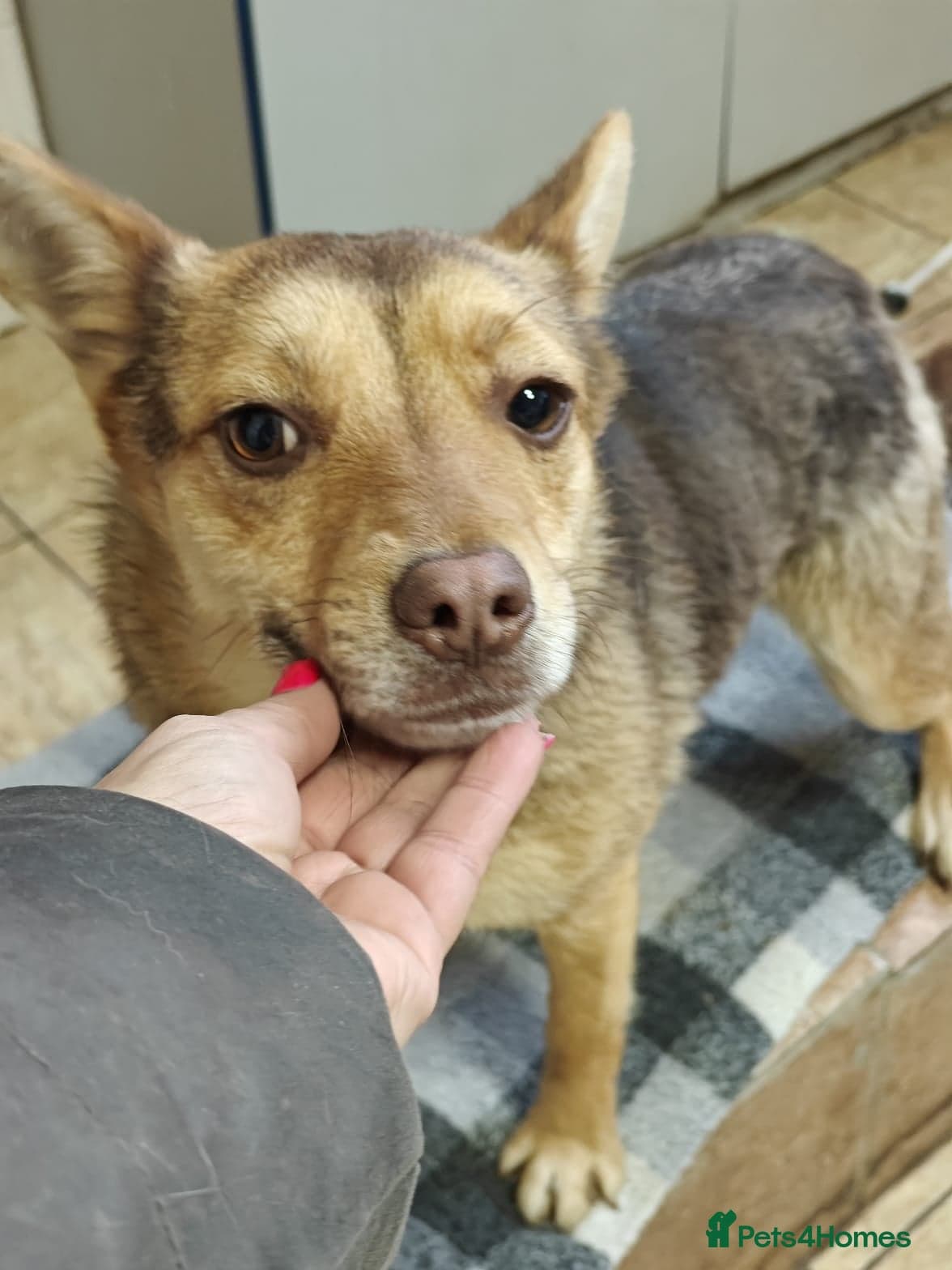 ๏ธ๐ถ rudya photo 15