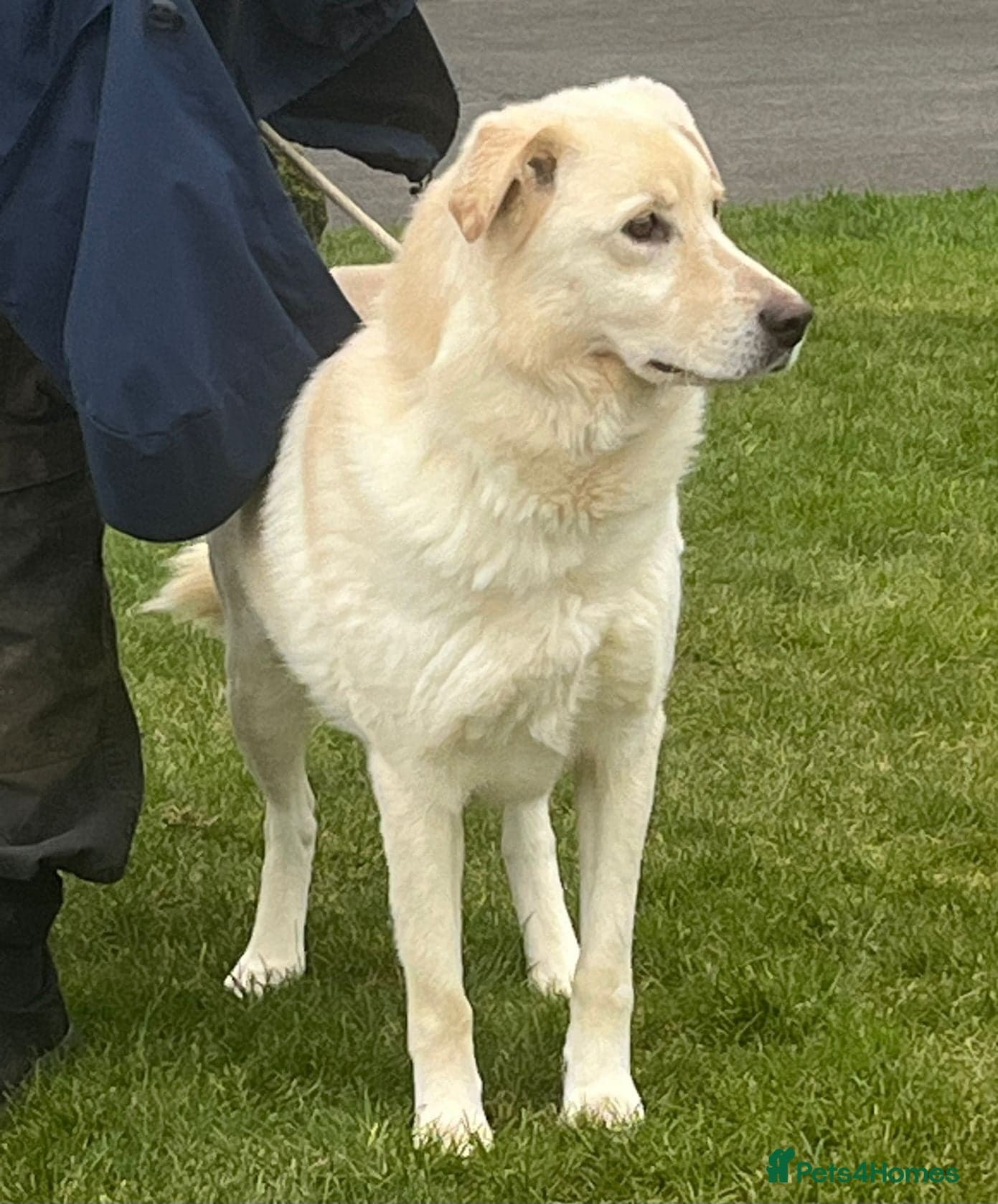 Stunning Apolo photo 3