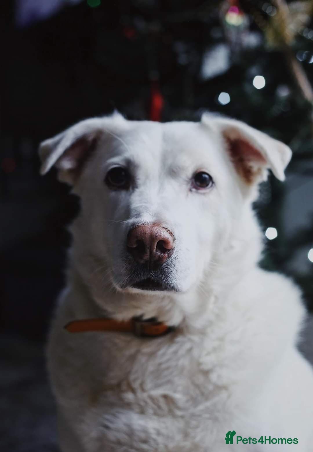 Meet Biscuit, currently residing in Hampshire photo 18