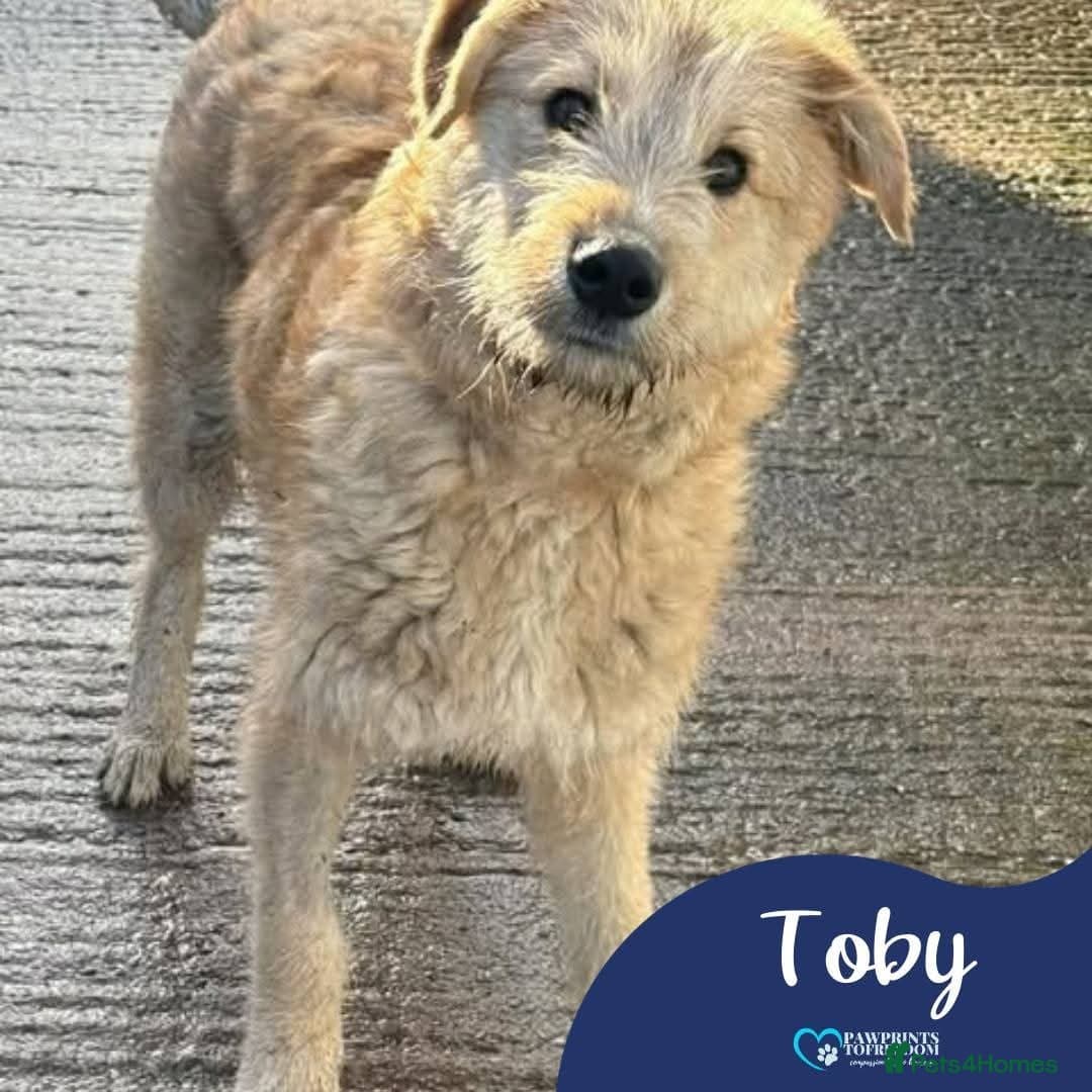 Meet Toby, currently residing in Essex photo 2