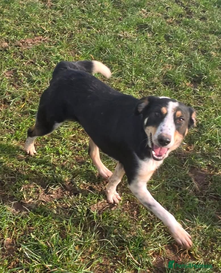 Tommy - your new sidekick โ Mixed Breed