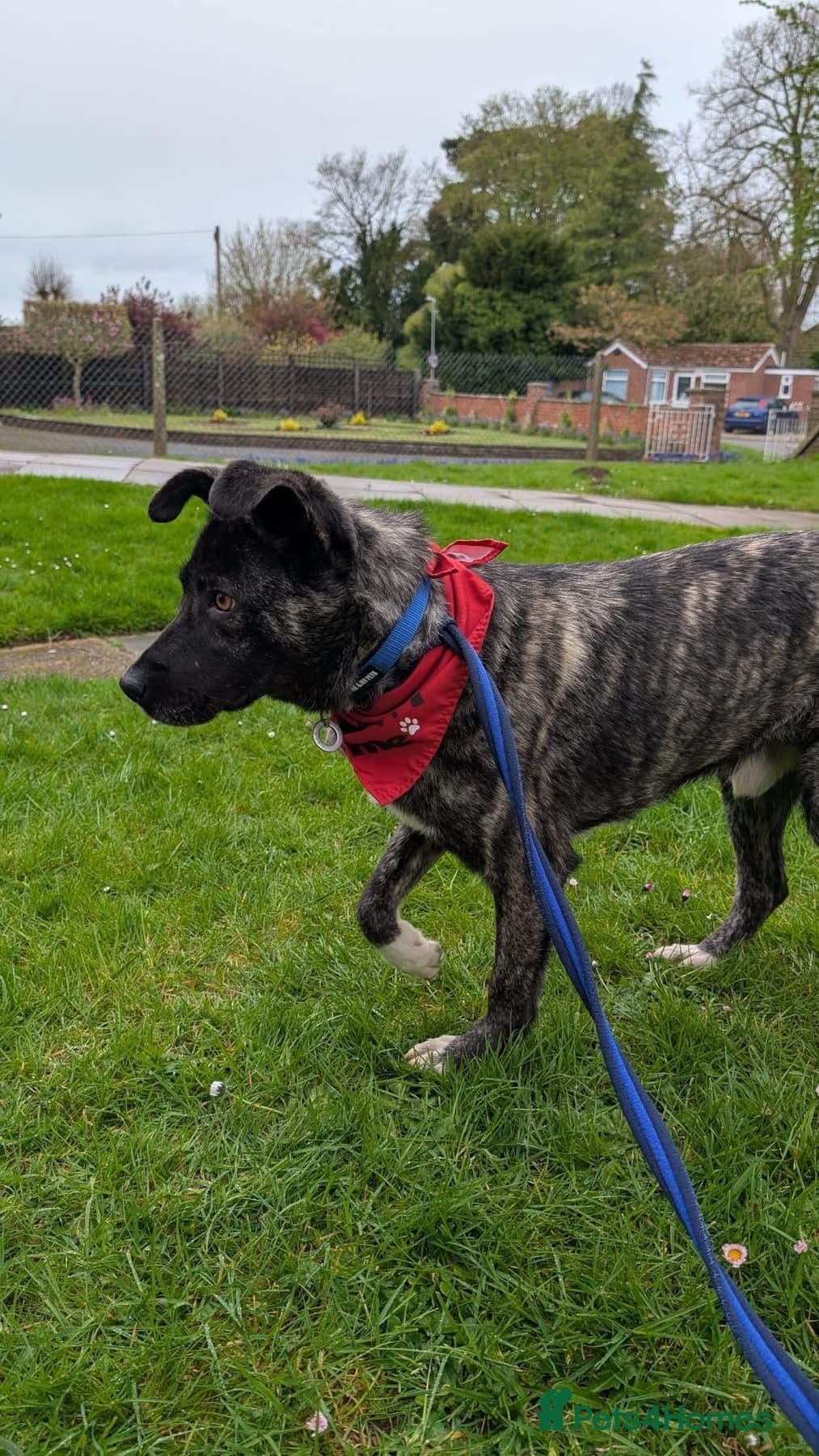 Jasper - Norwich Norfolk photo 14