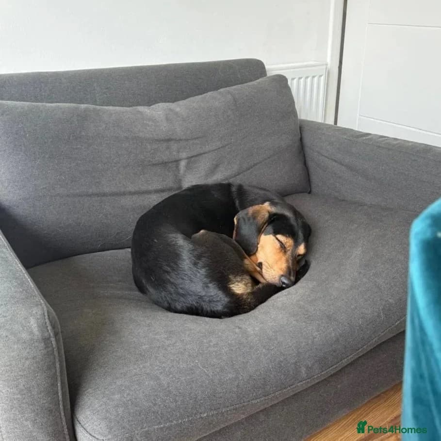 Ivan (Greek Harehound) photo 13