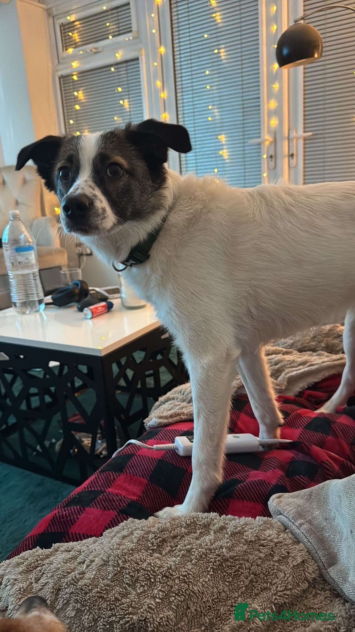 Silver β Mixed Breed