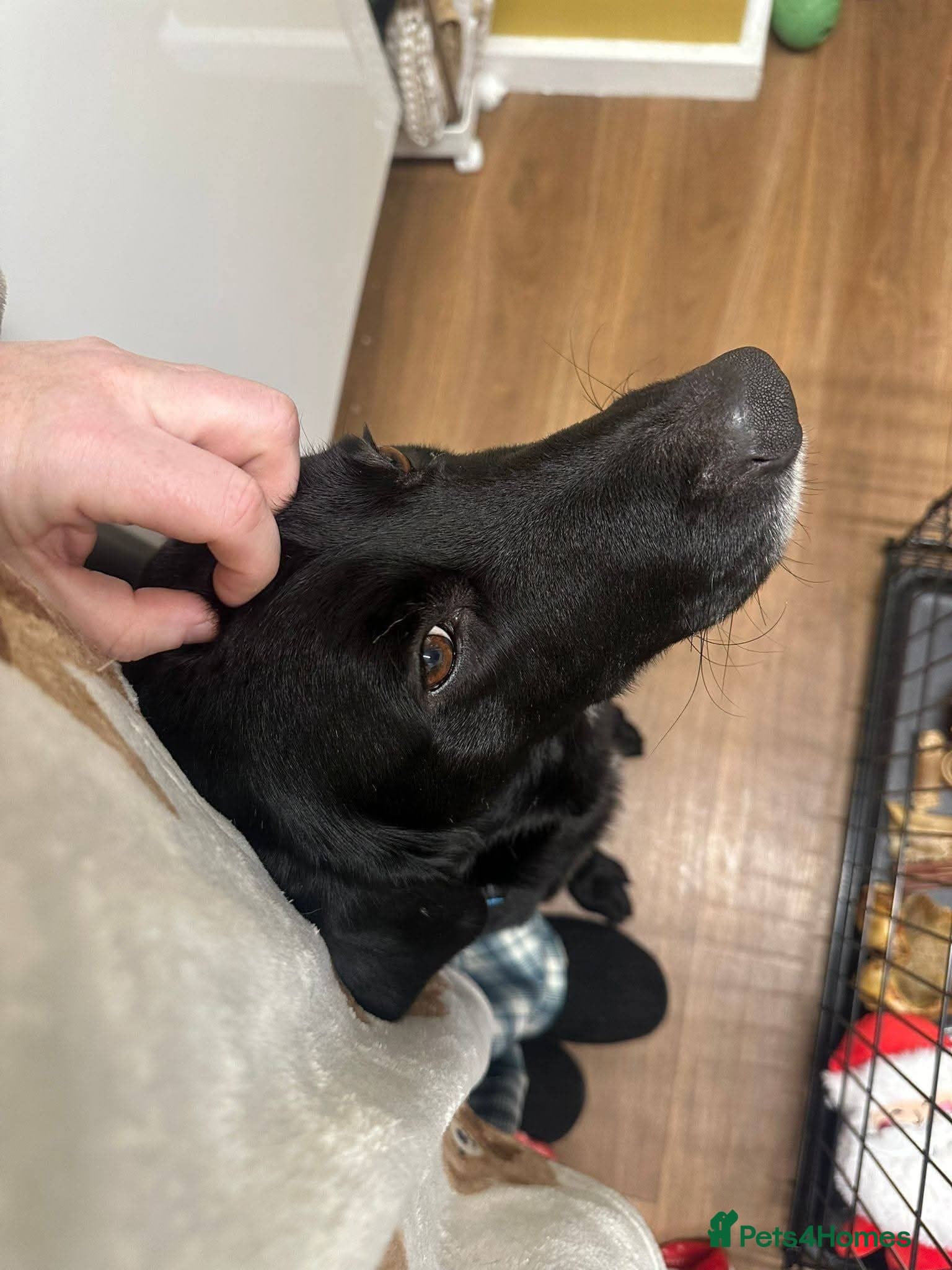 Meet Cosmo, currently residing in Yorkshire photo 3