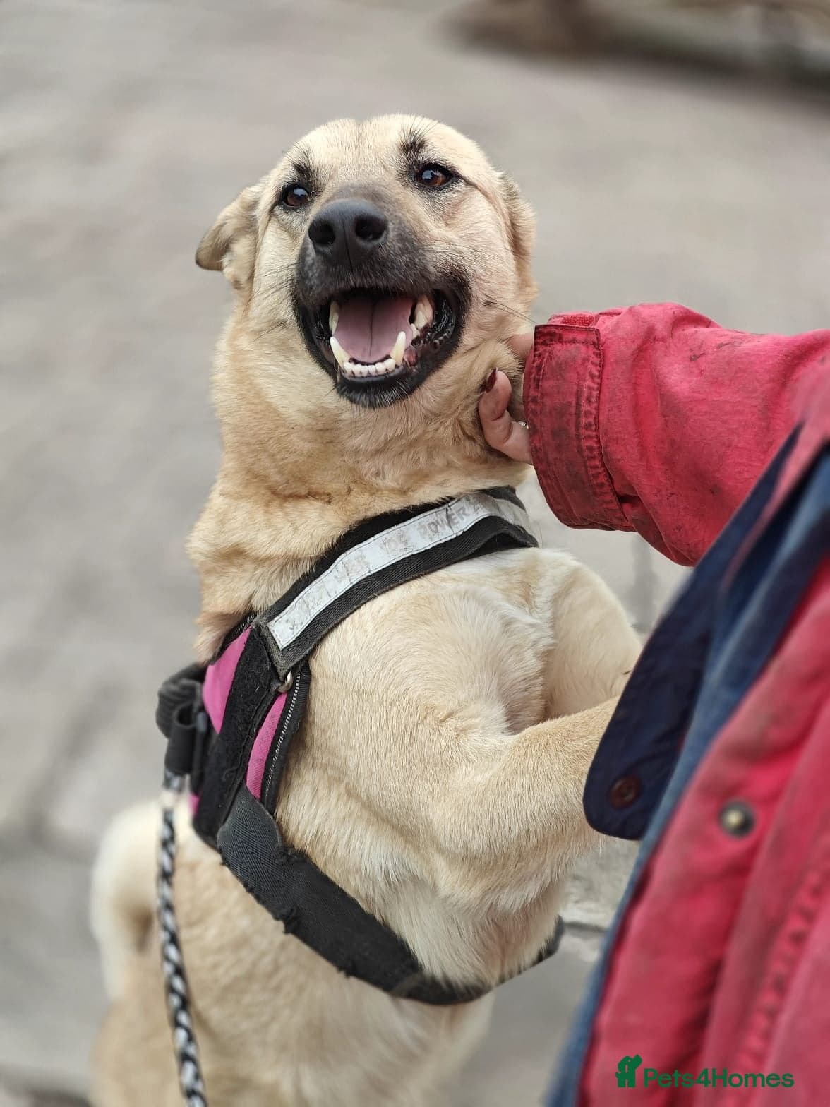 ๏ธ๐ถ stacy photo 12