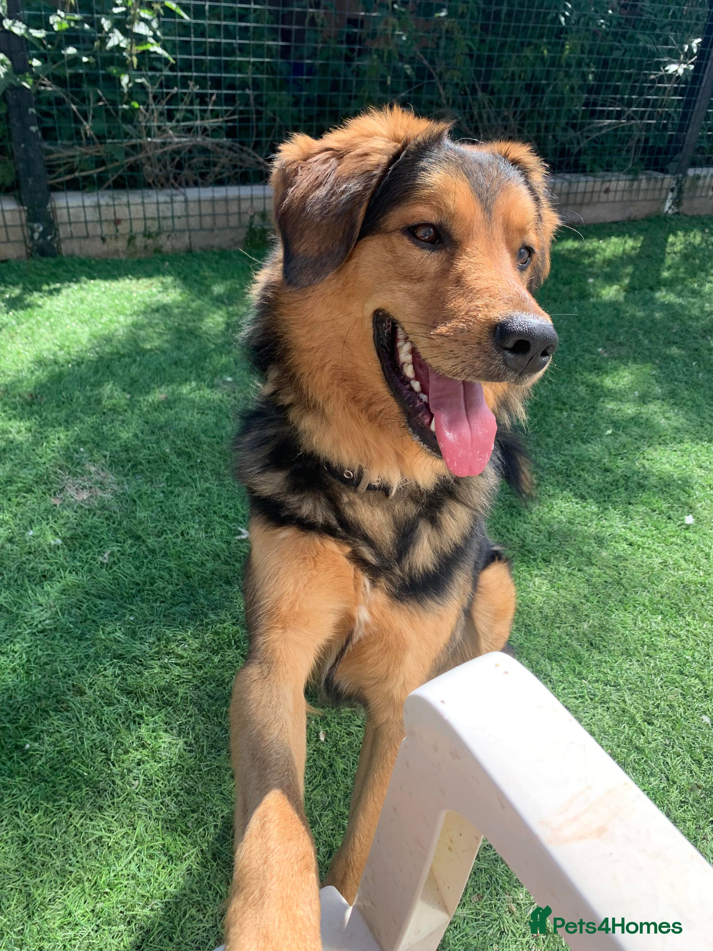 Meet Derry, currently residing in Cheshire photo 7