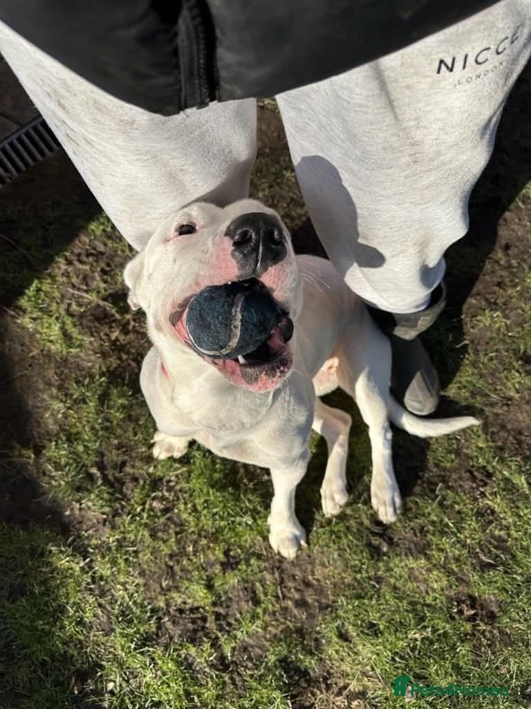 Meet Aria, currently residing in Ormskirk photo 10