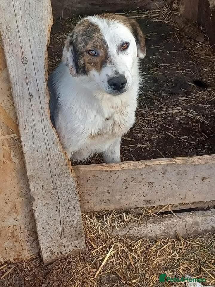 Meet Patch, currently residing in Sheffield β Mixed Breed