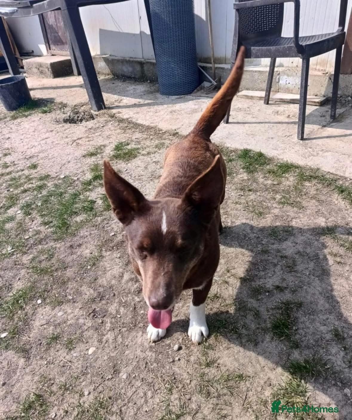 India - Norwich Norfolk photo 15