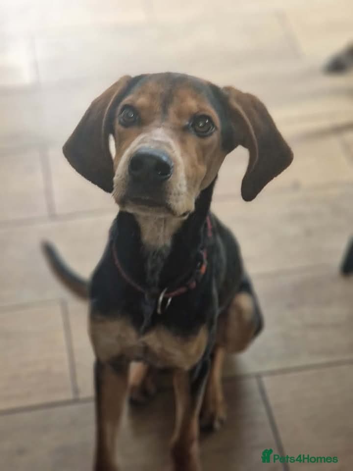 Asterios (aka Terry) — Mixed Breed