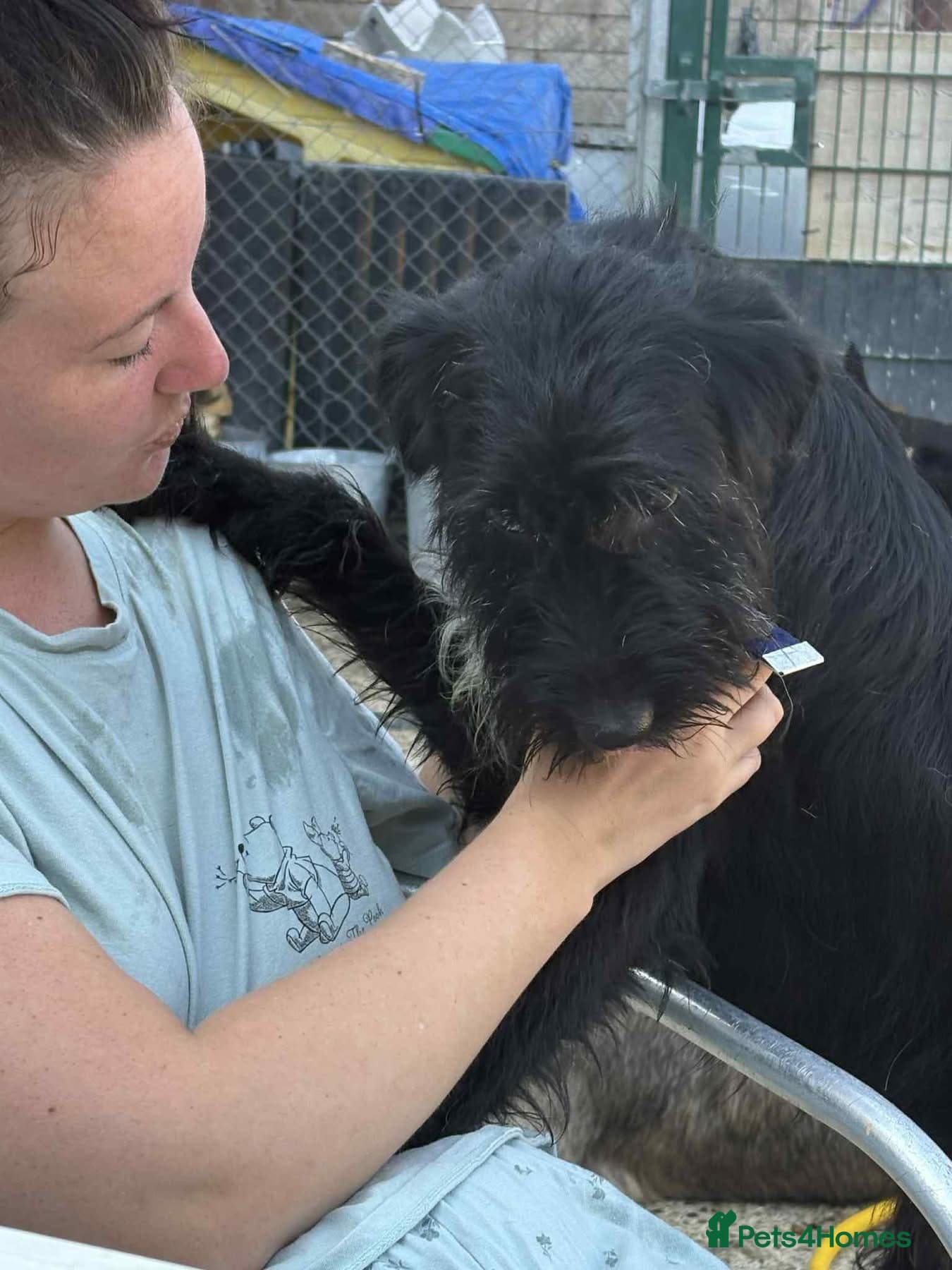 Micky - Norwich Norfolk photo 12