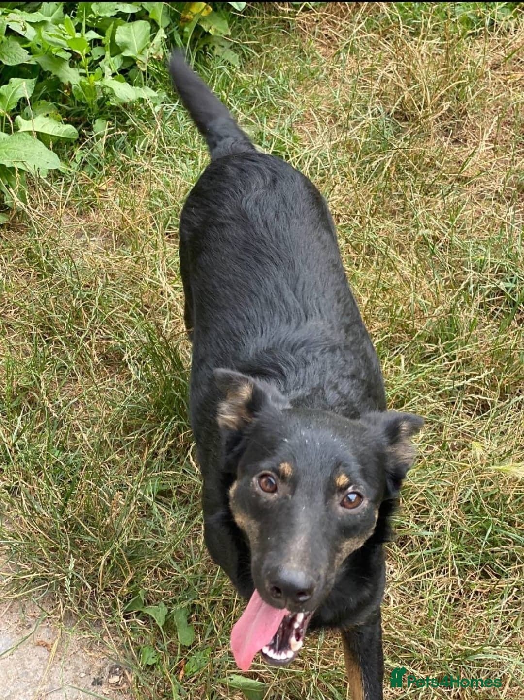 οΈπΆ rosie photo 12