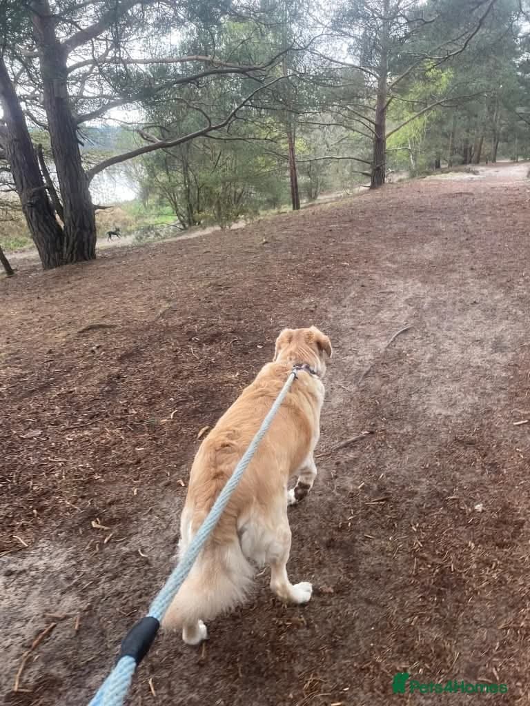 Meet Honey, currently residing in Guilford photo 7