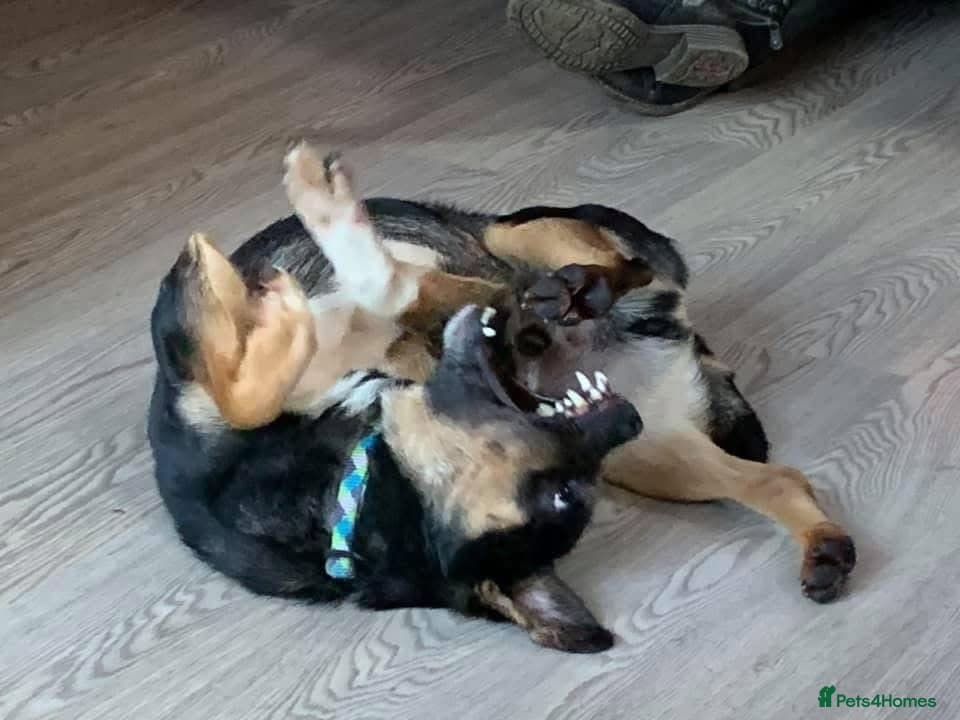 Paddy - Norwich Norfolk photo 2