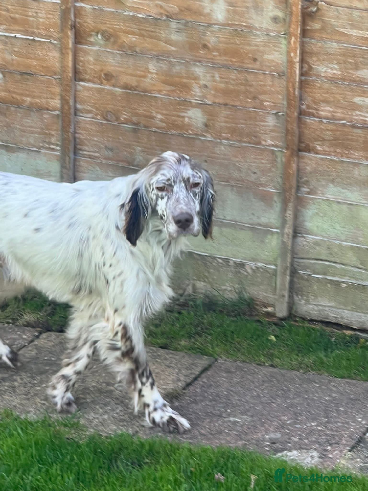 Alfie — English Setter