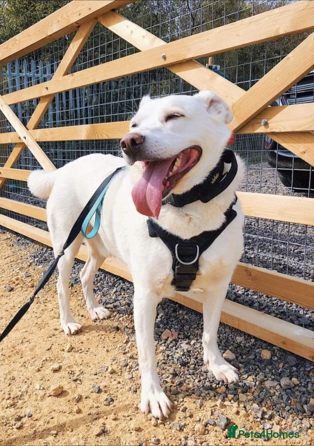 Meet Biscuit, currently residing in Hampshire photo 16