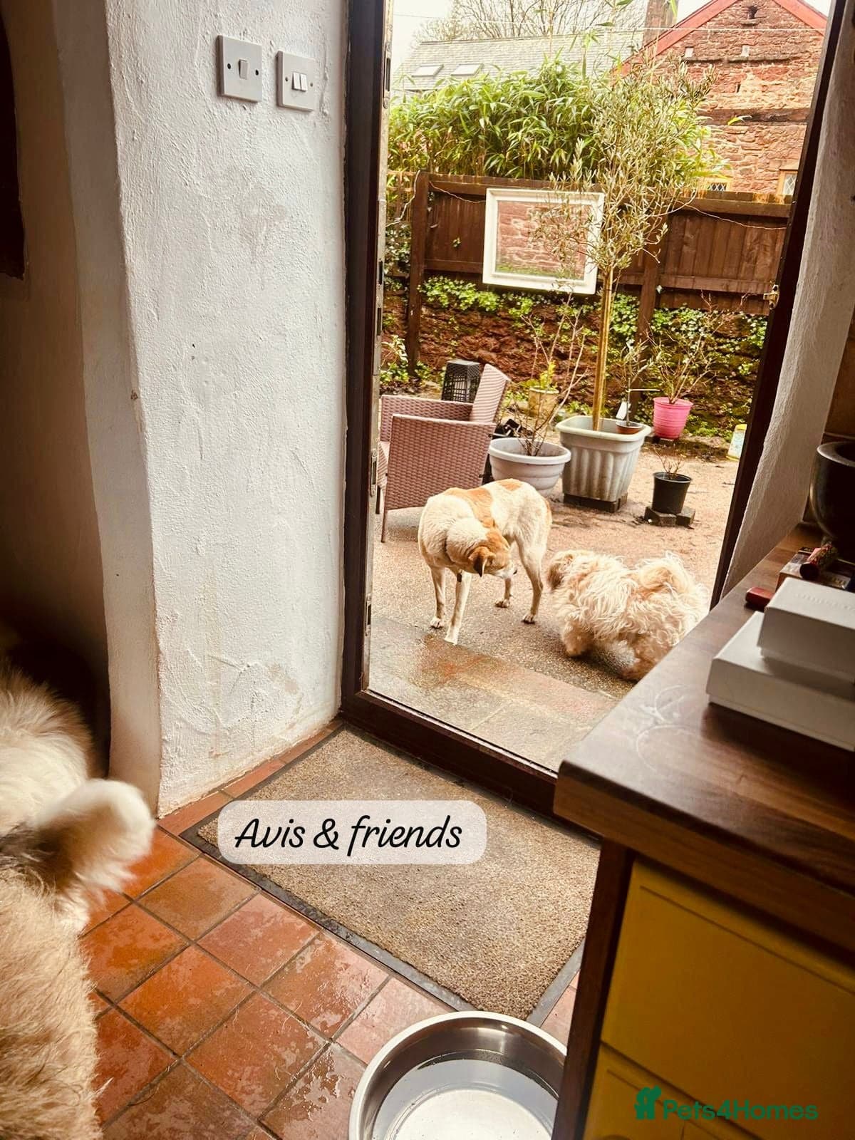 Avis- 20 months - photo 12