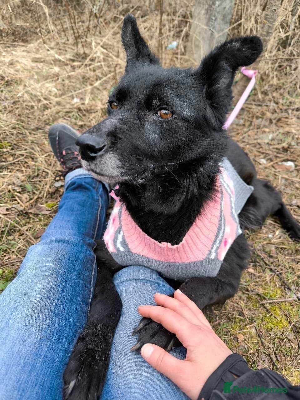 οΈπΆ tofa photo 30