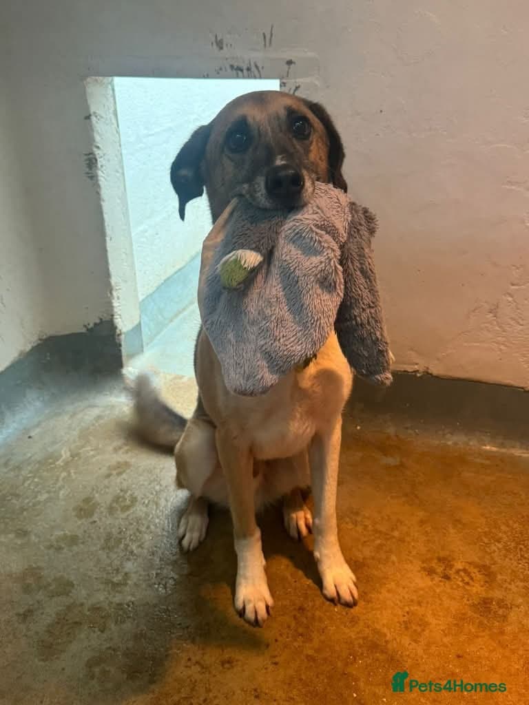 Meet Erol, currently residing in Surrey photo 9