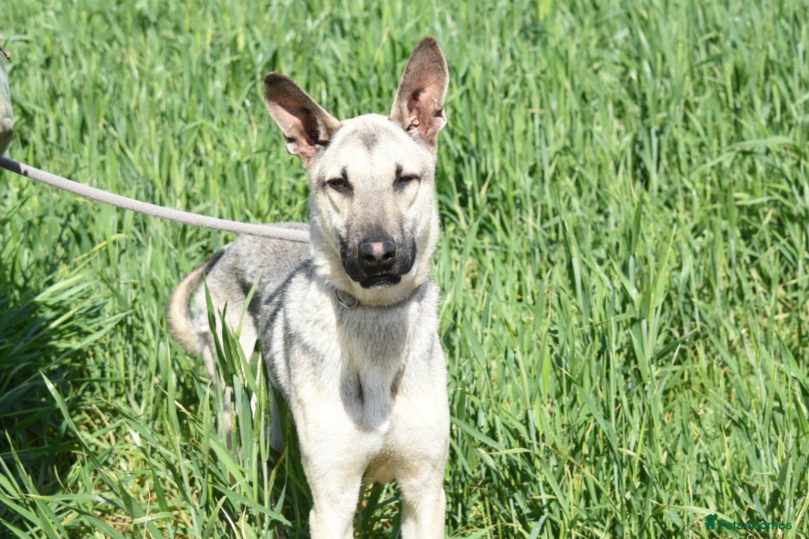 Sweet boy Timo photo 2