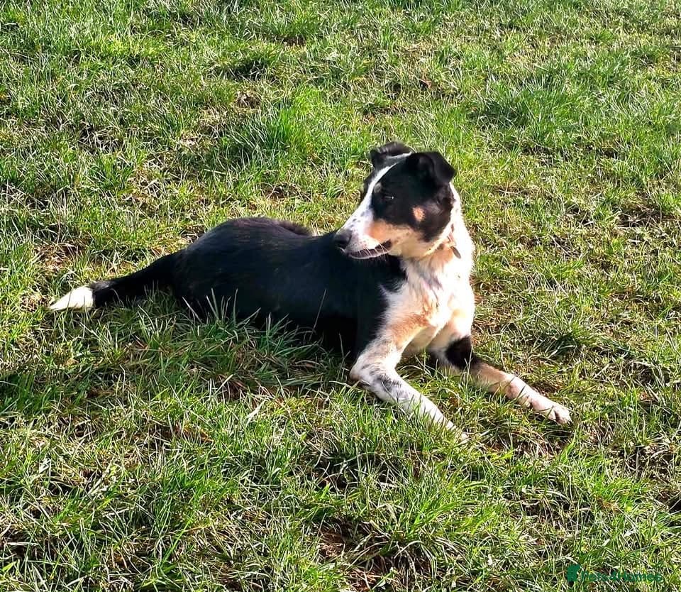 Tommy - your new sidekick photo 4