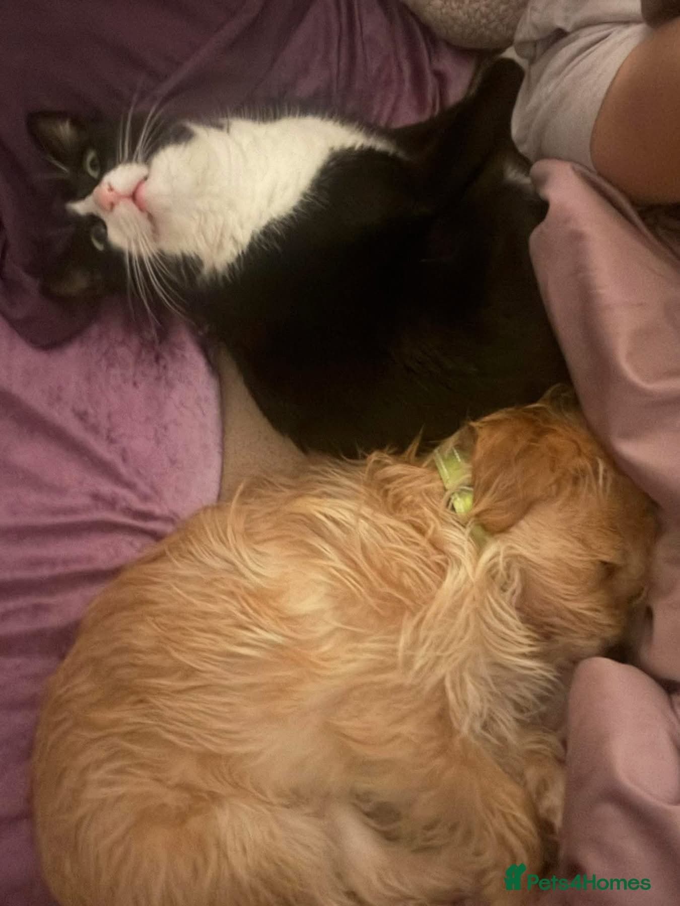 Yara - Norwich Norfolk photo 14