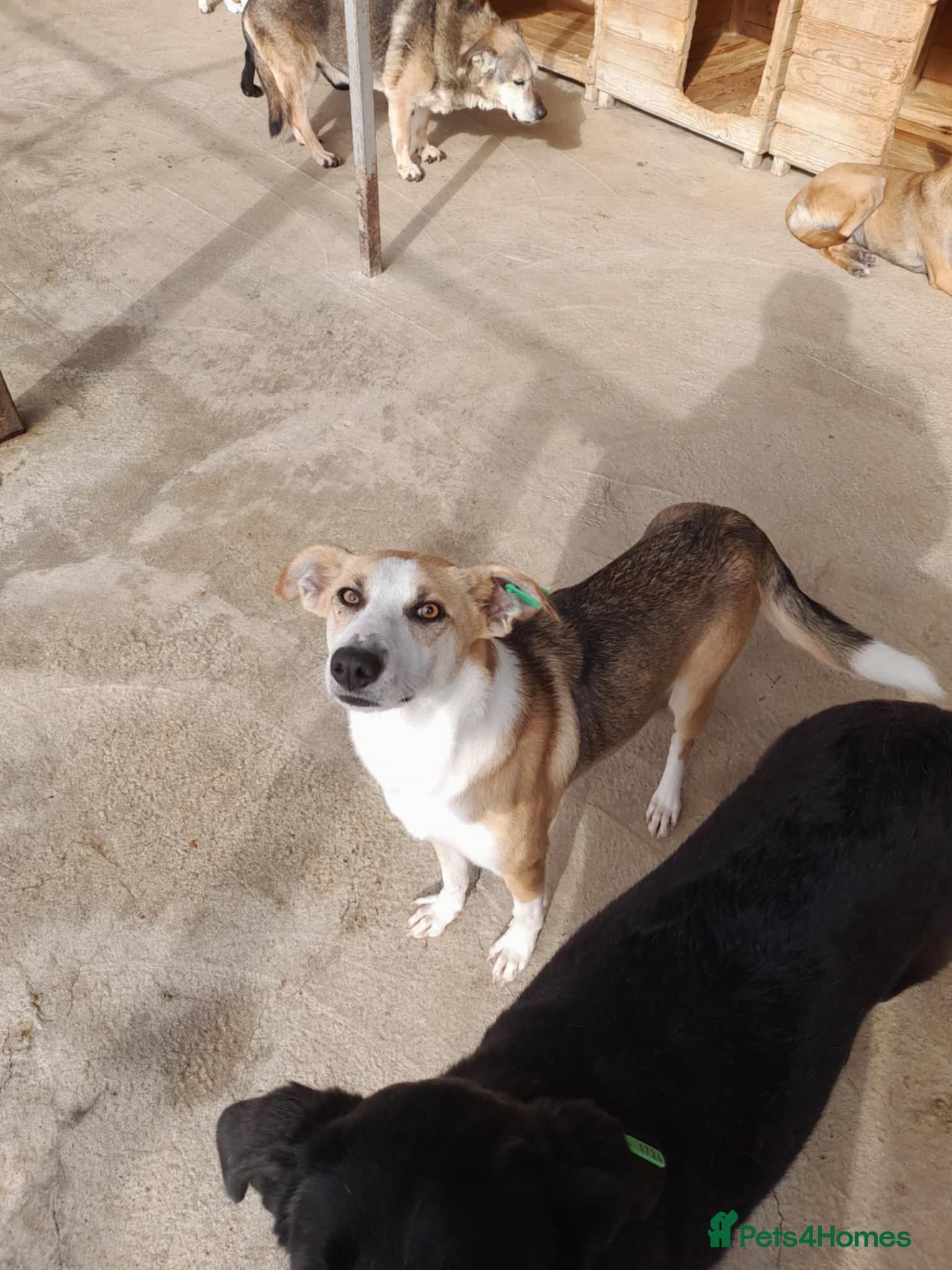 Zelda, 3 yrs old approx. photo 26