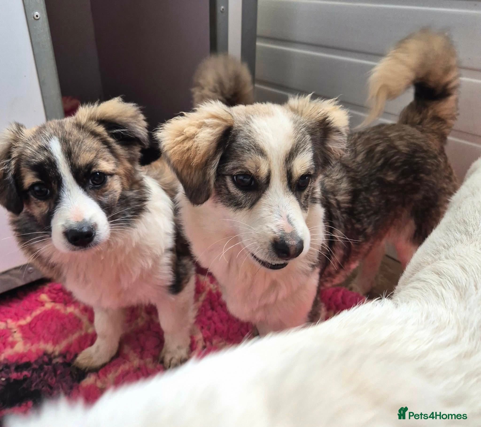 Baxter - In Ayr photo 5