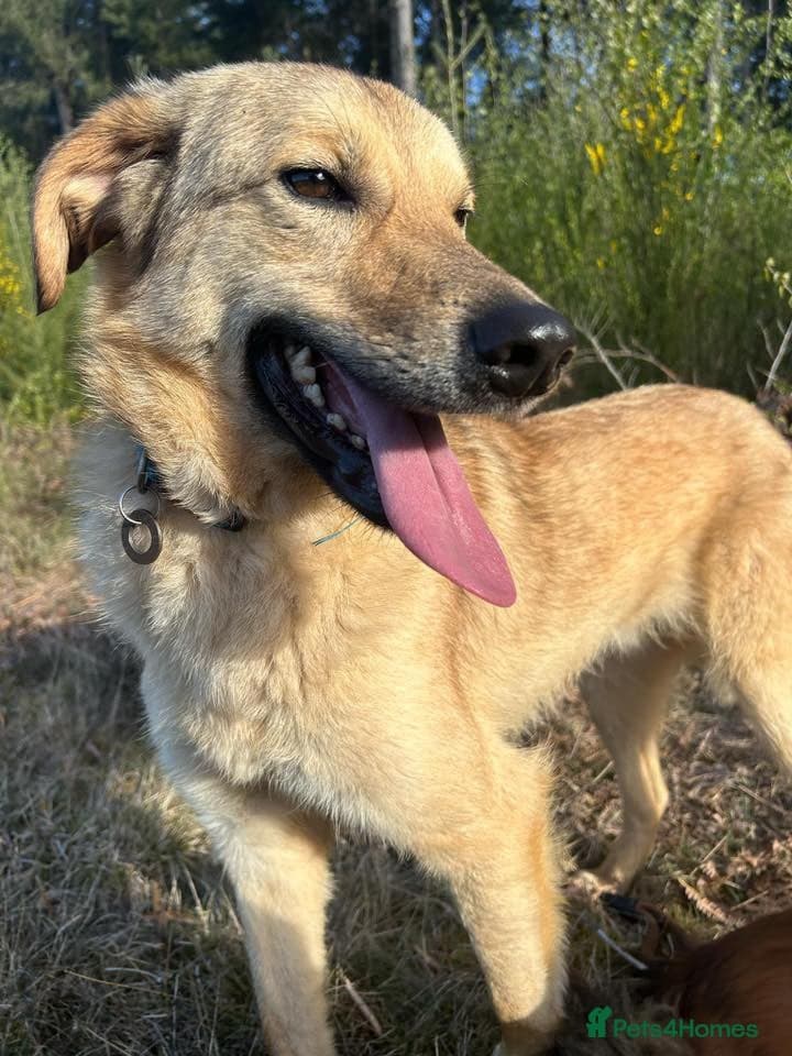 Pettern - Norwich Norfolk photo 11