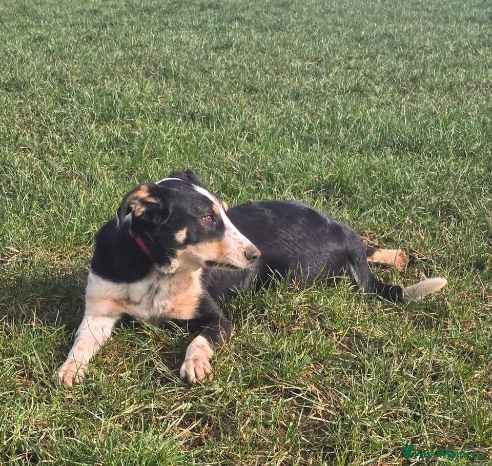 Tommy - your new sidekick photo 5