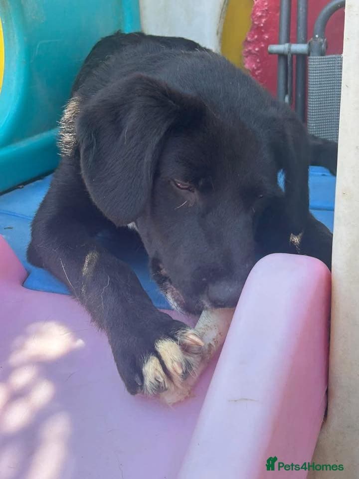 Barney - Norwich norfolk photo 26