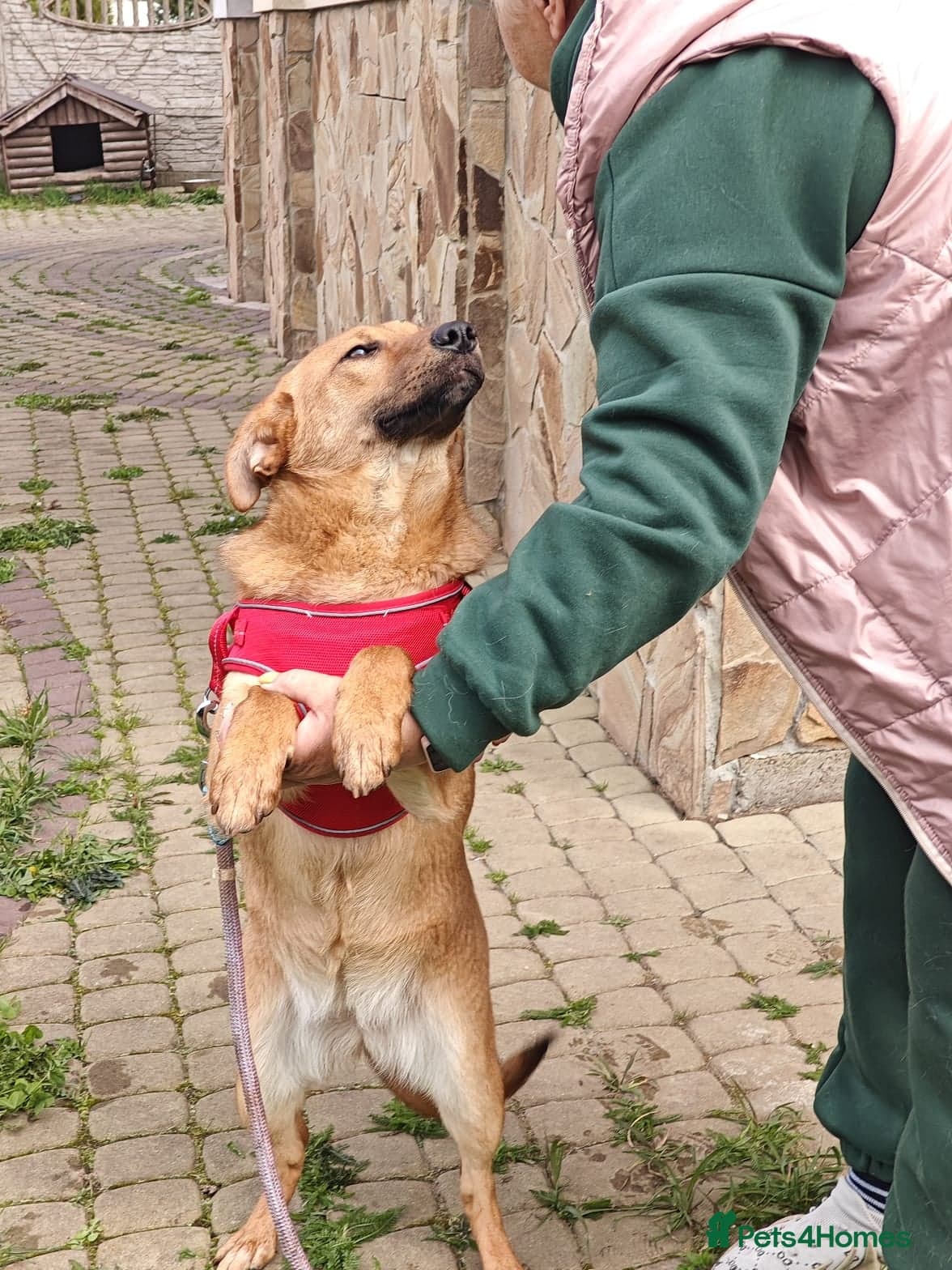 ๏ธ๐ถ yara photo 19