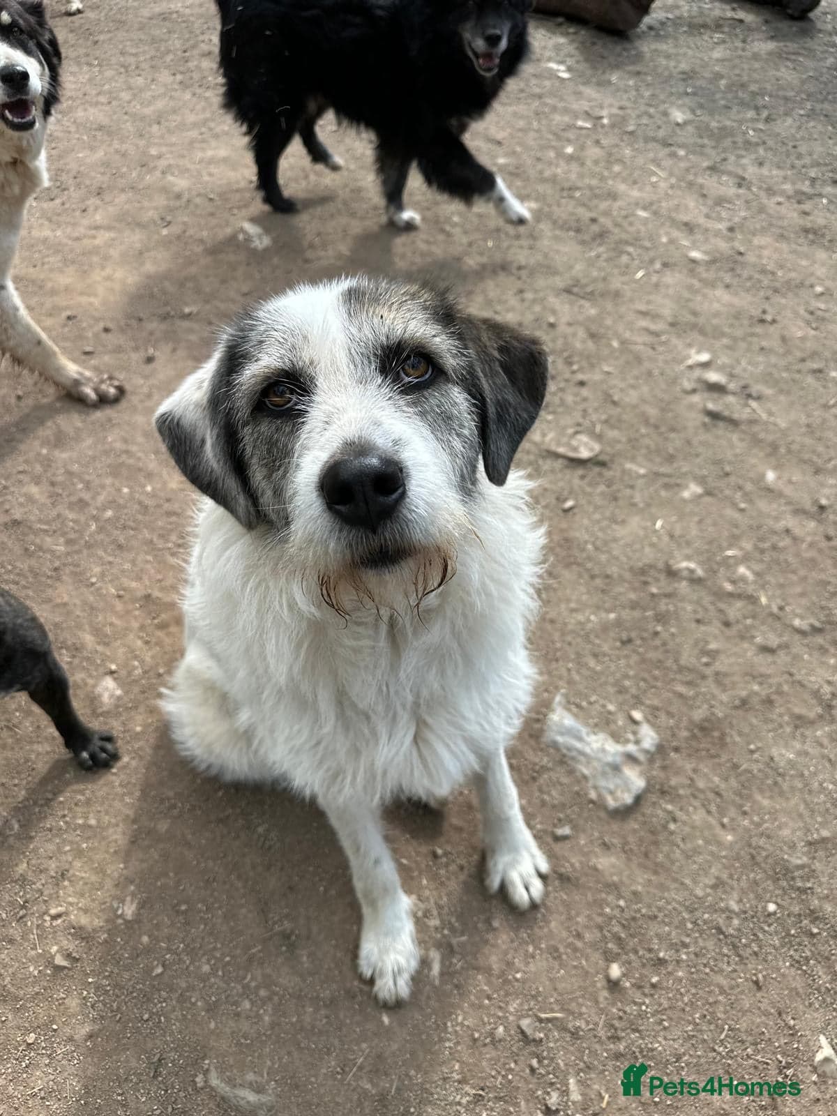 Bella π©· photo 6