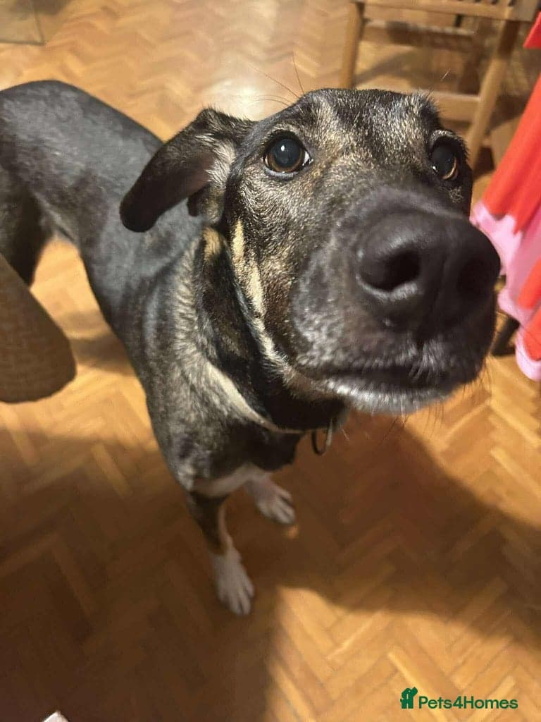 Anthi - in UK Foster (Colchester) photo 8