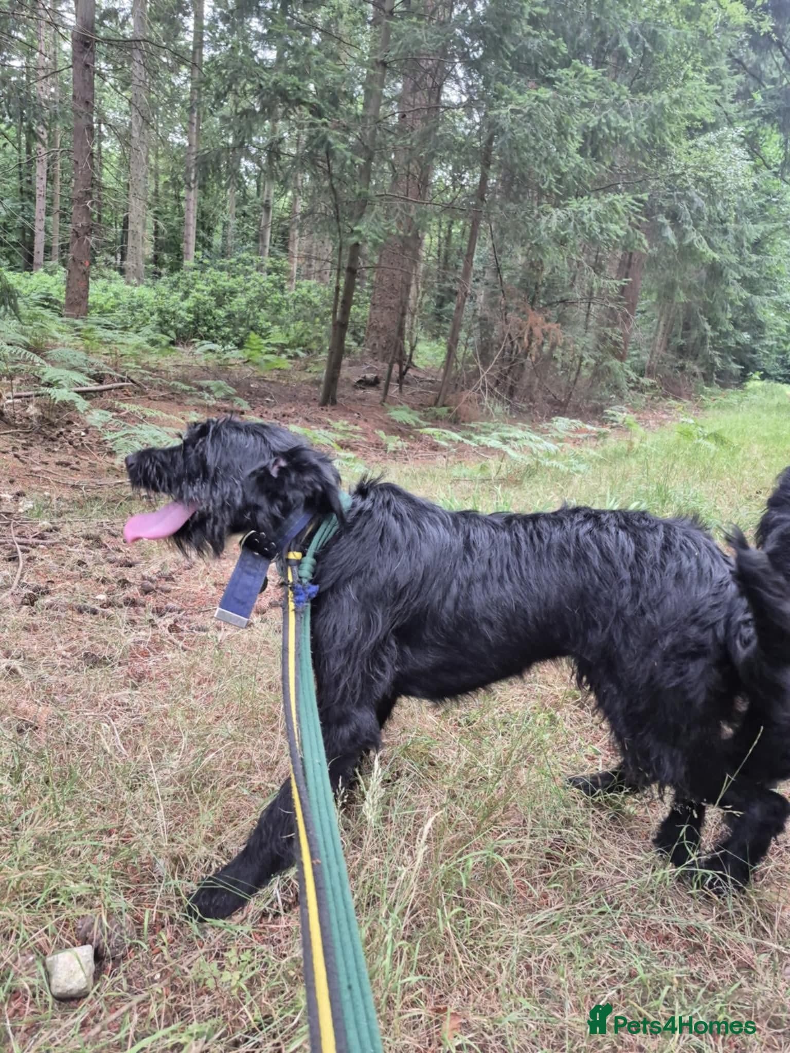 Micky - Norwich Norfolk photo 4