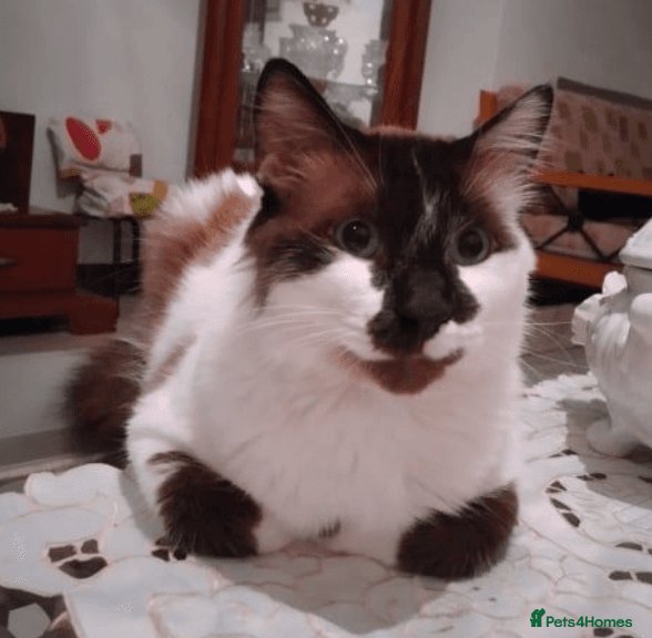 Stunning Lucia: — Ragdoll