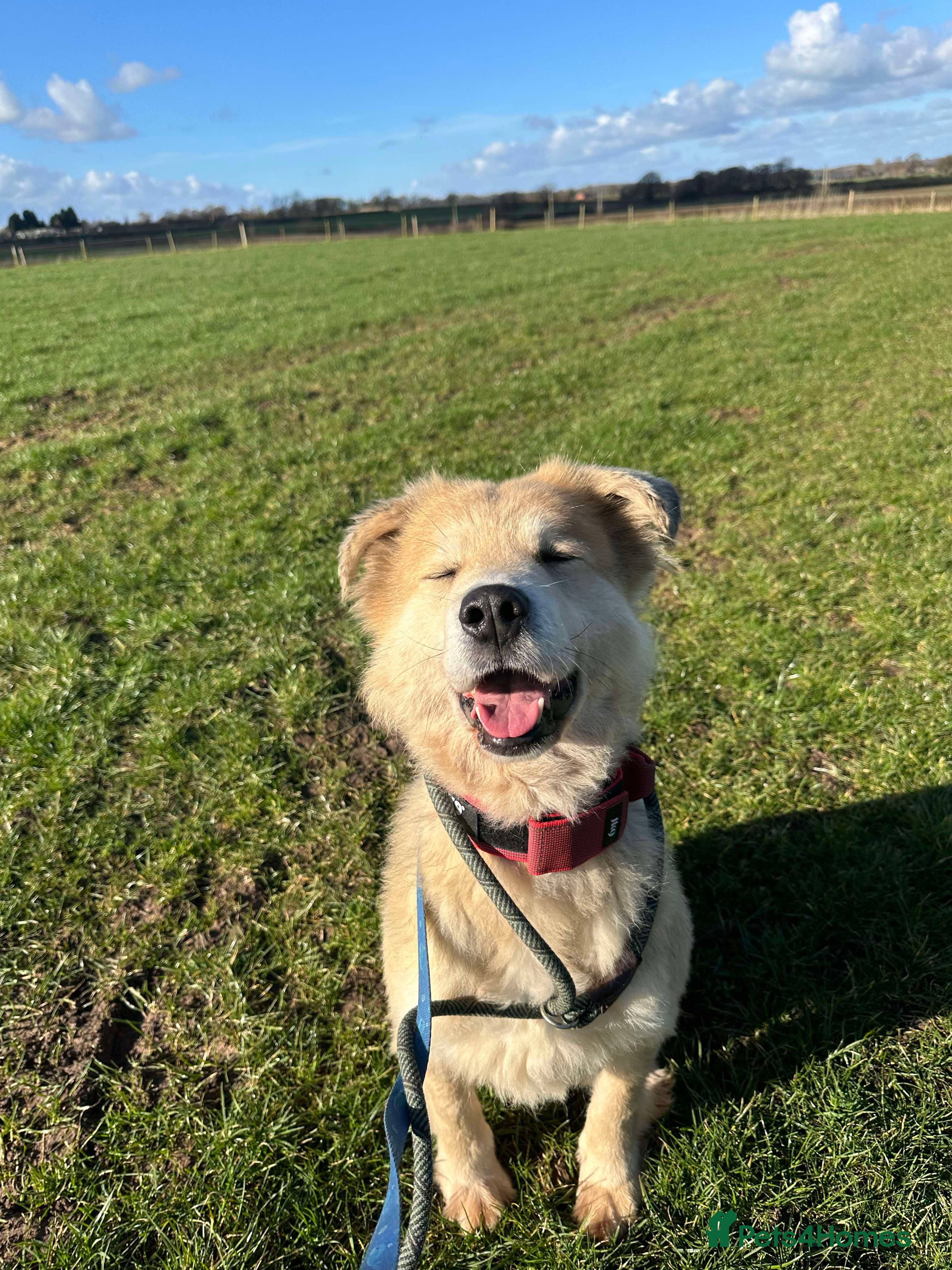 Meet Paddy, currently residing in Cheshire photo 5