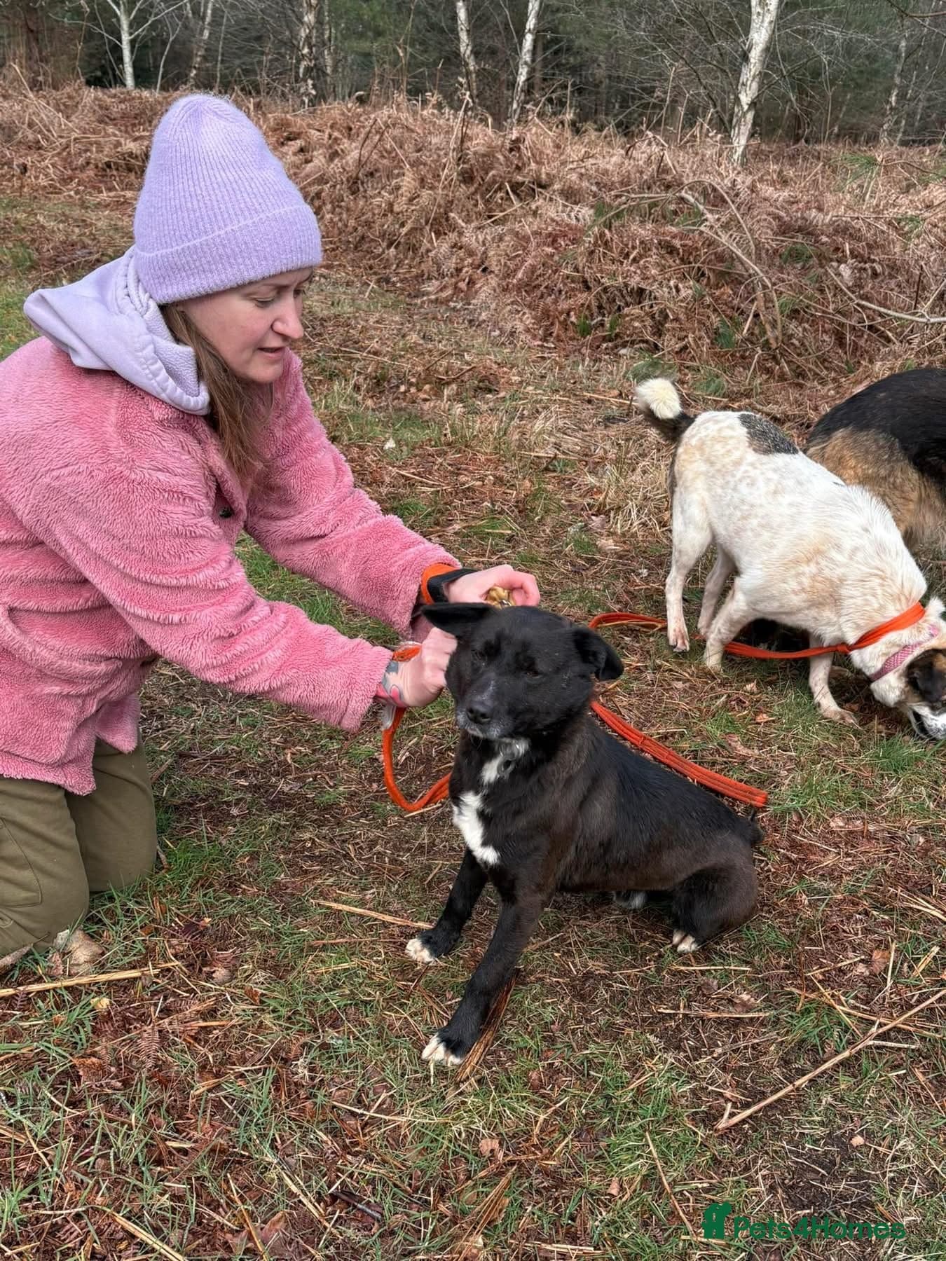 Penfold - Norwich Norfolk photo 13