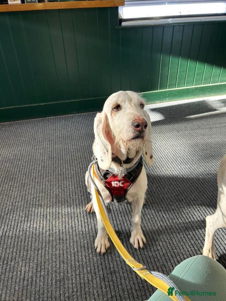 Tuna - lovely Griffon photo 2